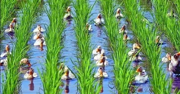 富硒大米与普通大米区别_富硒农产品标准_富硒农产品种植技术