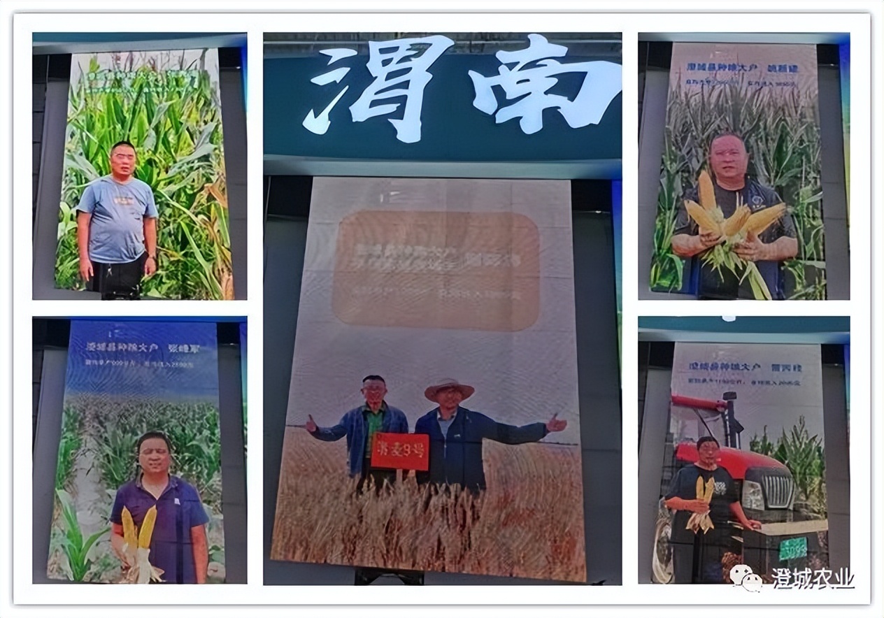 杨凌特色农产品苗木樱桃_杨凌农业科技展_中国杨凌农高会创新合作