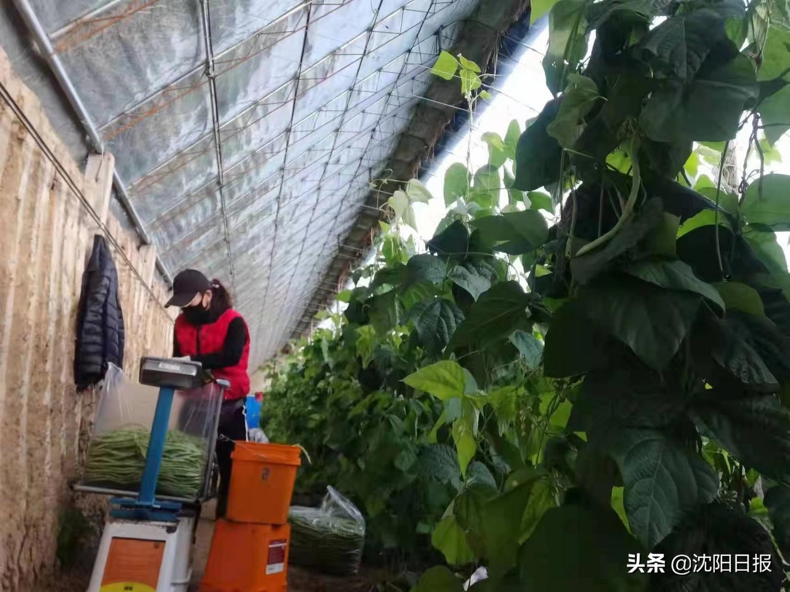 小车推大车拉！11 月 10 日新民蔬菜运往沈阳，保障供应