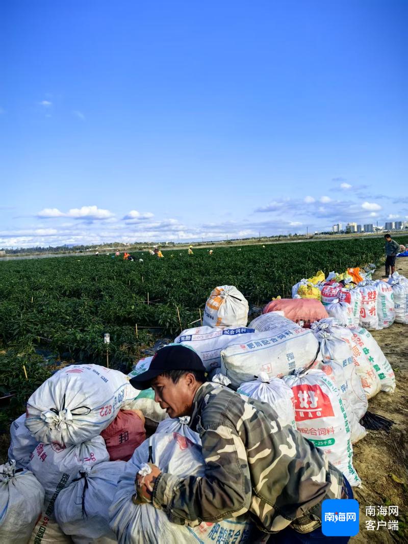 海南辣椒销售难题 _海南农产品电商数量_