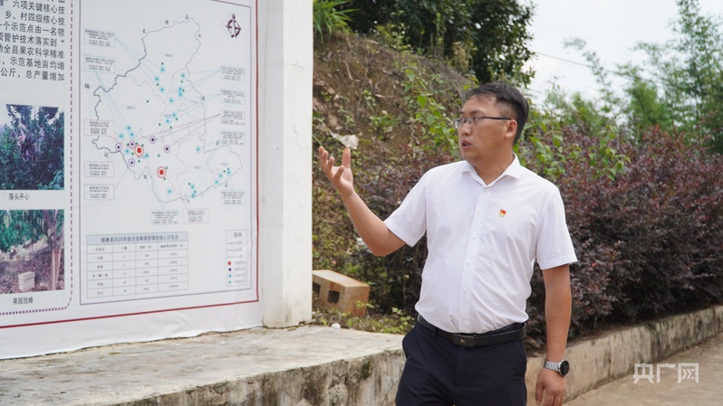 云南临沧坚果产业_镇康县坚果种植基地_坚果是初级农产品范围