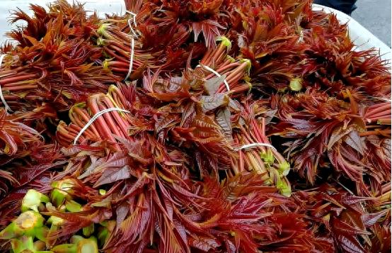 临沂香椿批发市场_头茬香椿价格_临沂农产品有什么