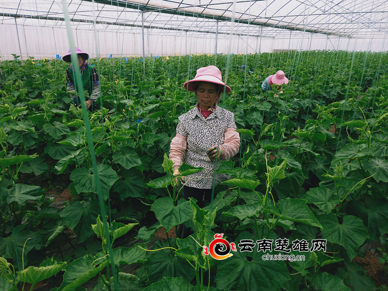 云南自然之星：严格执行标准，有机蔬菜生产销售不愁销路
