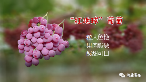 海盐葡萄产业化发展_农产品地理标志 查询_海盐葡萄地理标志