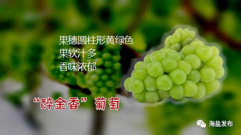 海盐葡萄地理标志_海盐葡萄产业化发展_农产品地理标志 查询