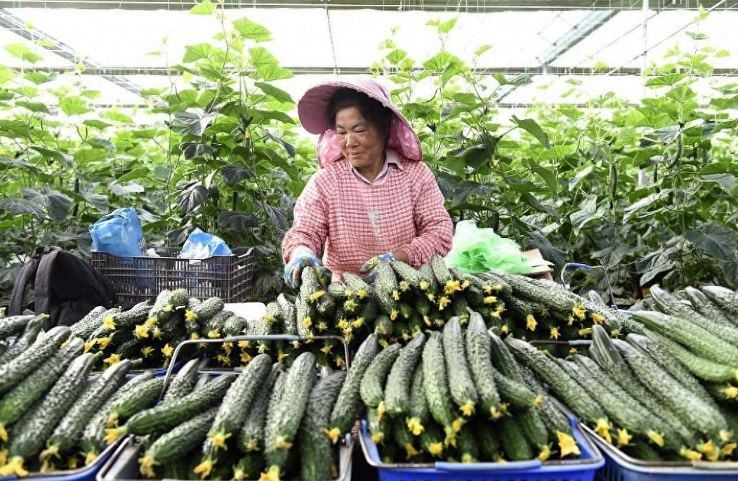 农产品收购价_蔬菜价格大涨原因揭秘_菜价上涨市民吃不起