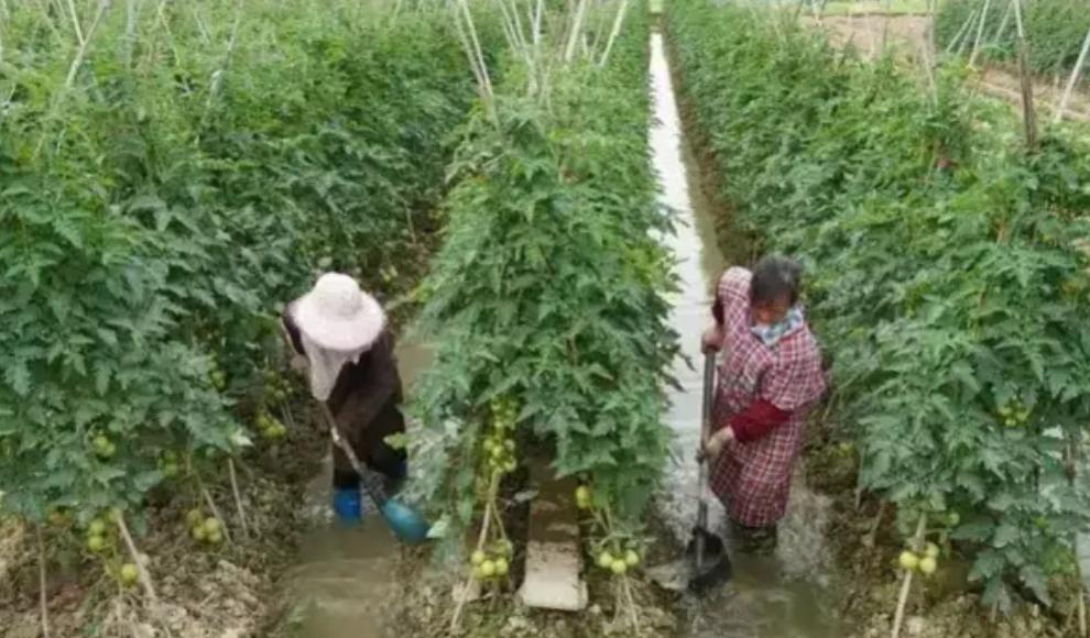 蔬菜价格大涨原因揭秘_菜价上涨市民吃不起_农产品收购价