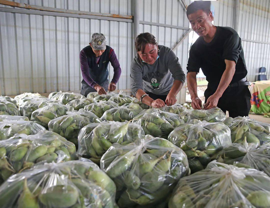 货卡帮农安徽合肥百大周谷堆农产品批发市场_货卡帮农助力农产品物流发展_周谷堆农产品批发市场