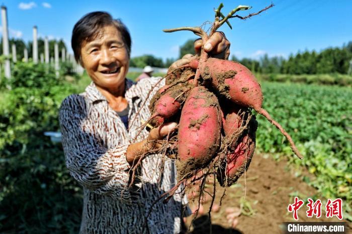 中国农民丰收节山东活动_田间地头农产品_山东各地丰收景象