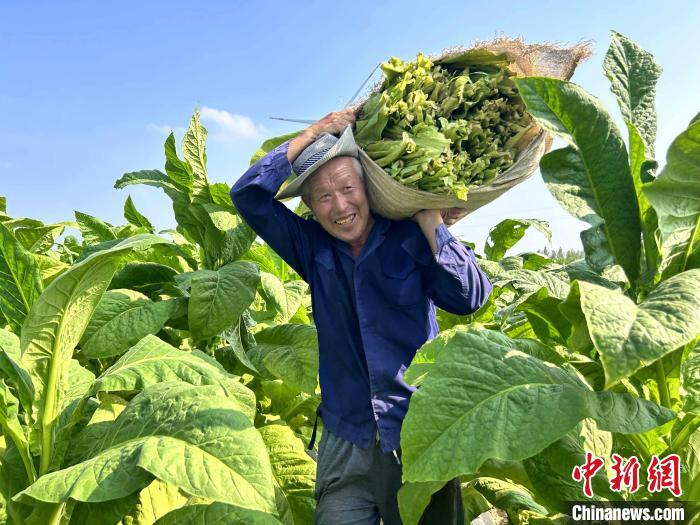 中国农民丰收节山东活动_田间地头农产品_山东各地丰收景象