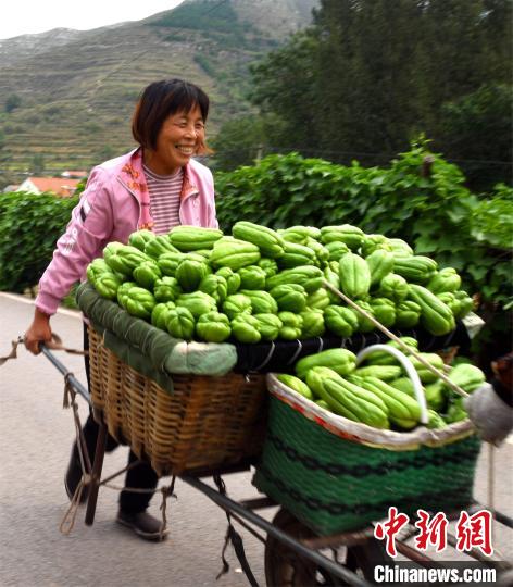 田间地头农产品_中国农民丰收节山东活动_山东各地丰收景象