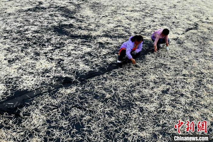 山东各地丰收景象_田间地头农产品_中国农民丰收节山东活动