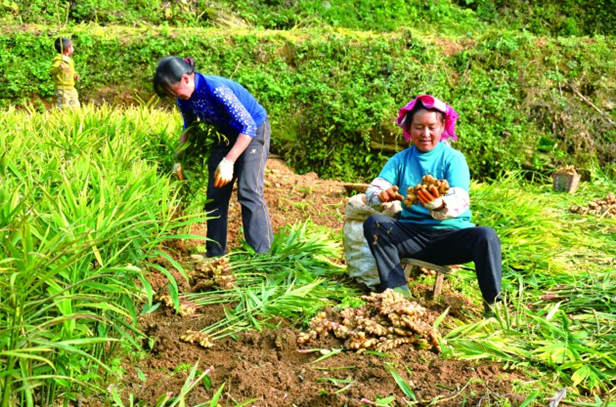 梵净山茶国家地理标志_贵州知名农产品_贵州农产品地理标志