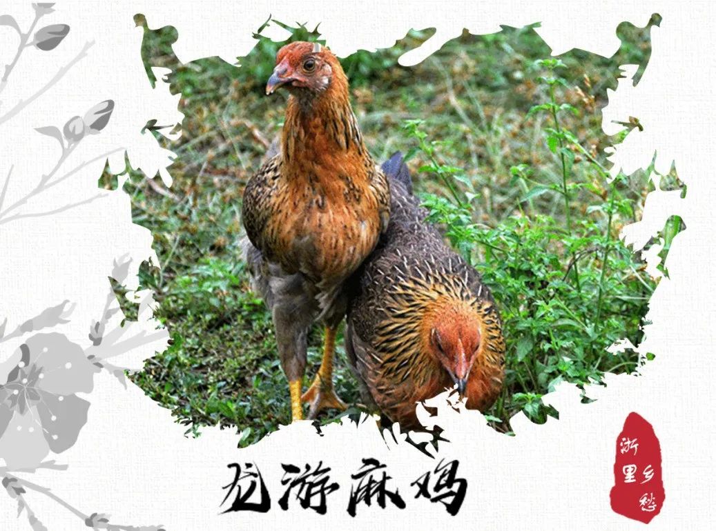农产品 地理标志_浙江农产品地理标志_安吉竹林鸡地理标志