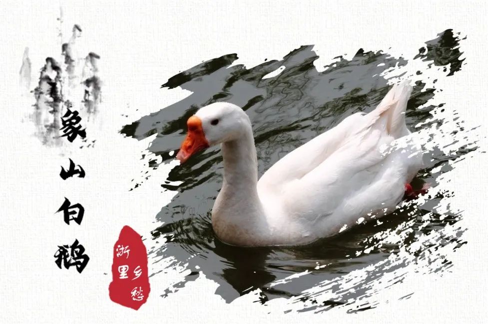 安吉竹林鸡地理标志_浙江农产品地理标志_农产品 地理标志