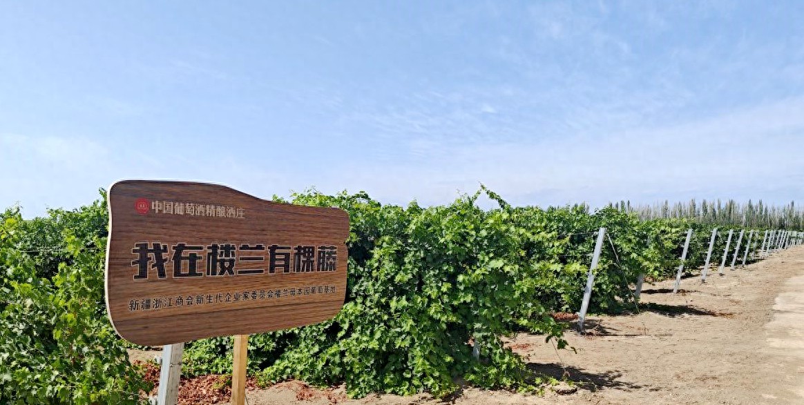 吐鲁番葡萄圣城葡萄酒品牌塑造_新疆吐鲁番葡萄酒产业高质量发展_新疆世纪西北农产品交易市场