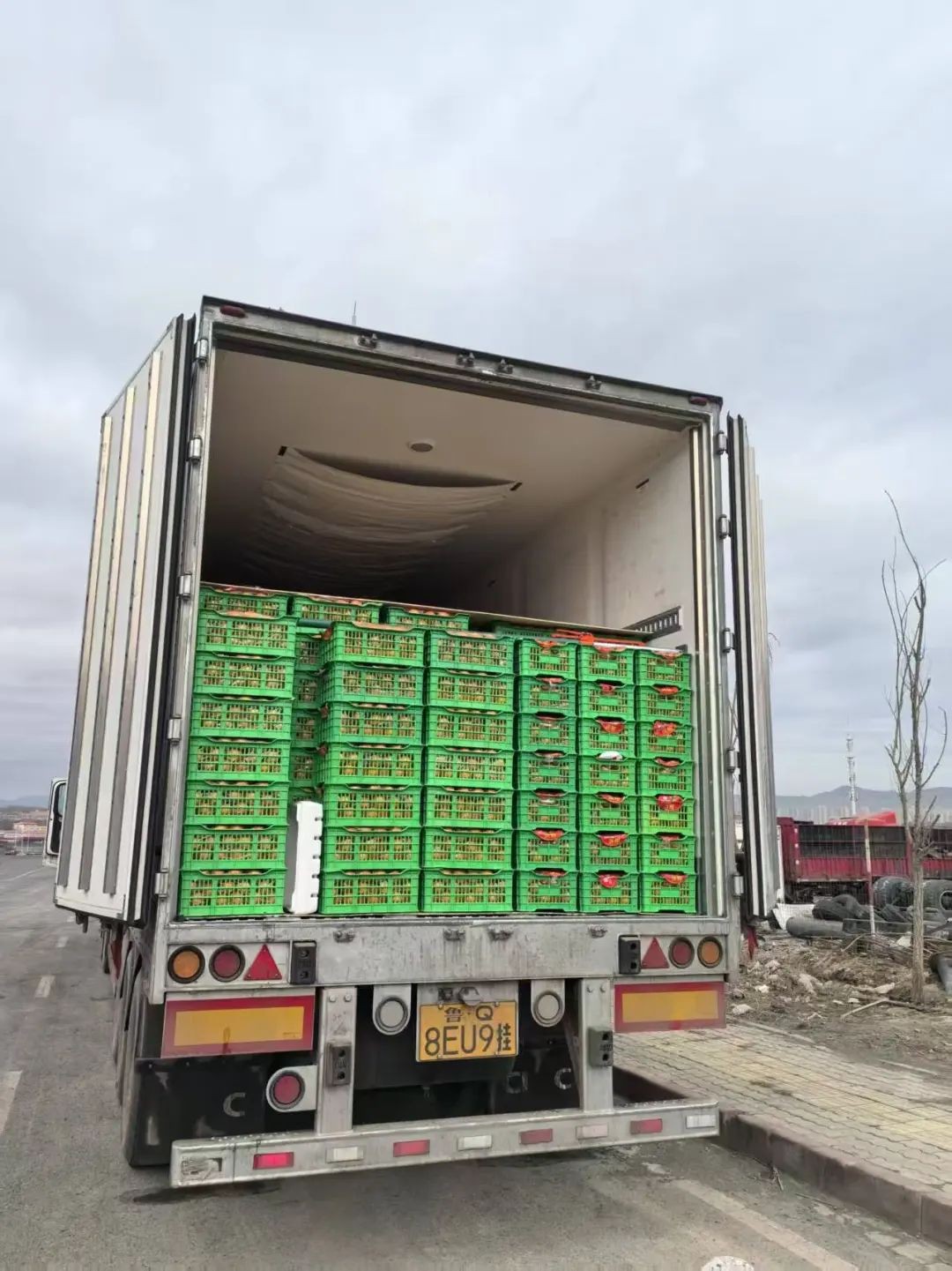 农产品运输绿色通道_乌鲁木齐TIR国际公路运输+农产品出口绿色通道_新疆九鼎农产品亚欧国际冷链物流基地TIR+绿色通道