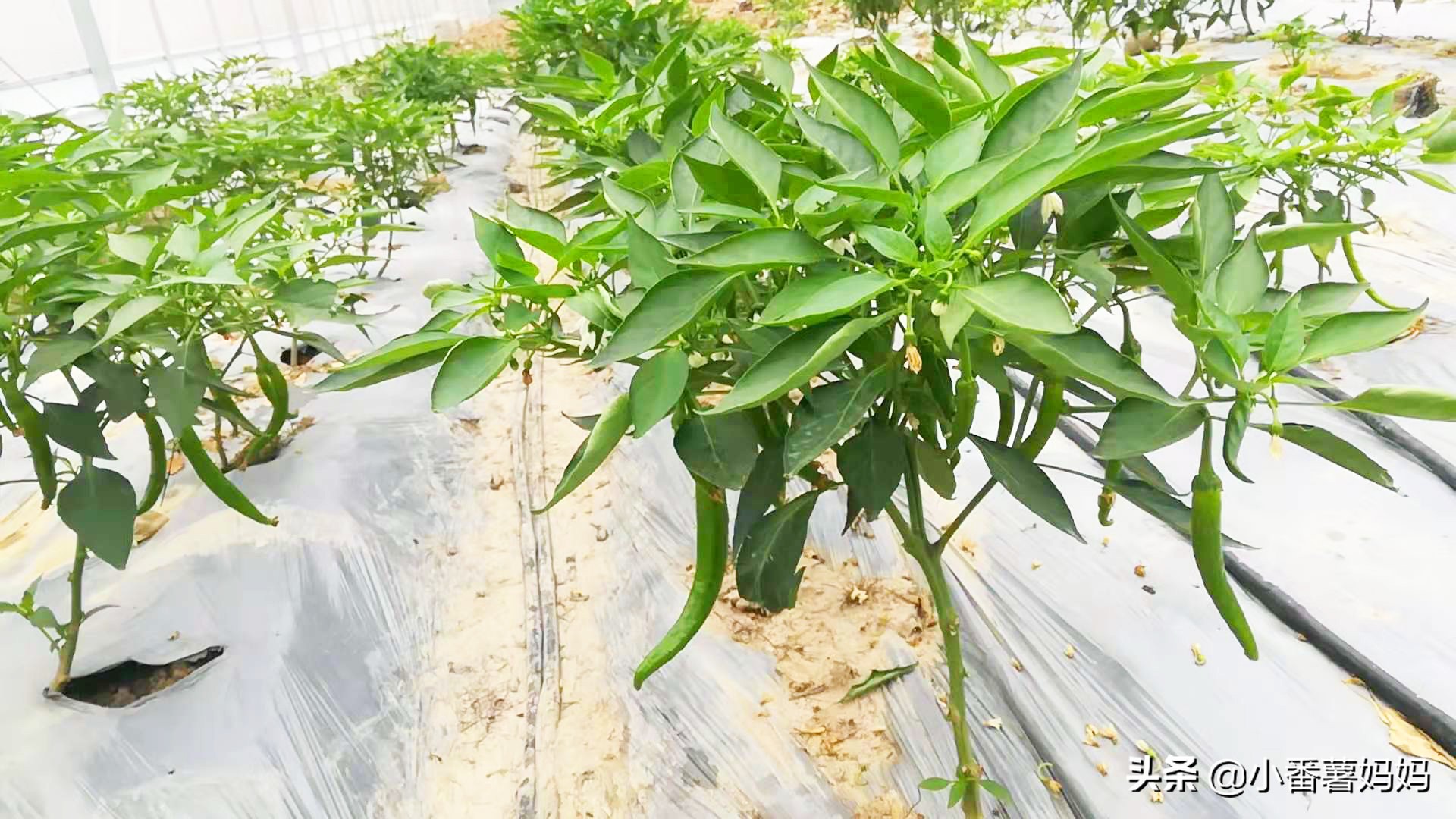 旷树红回乡创业_鳌江生态农庄_高端原生态农产品