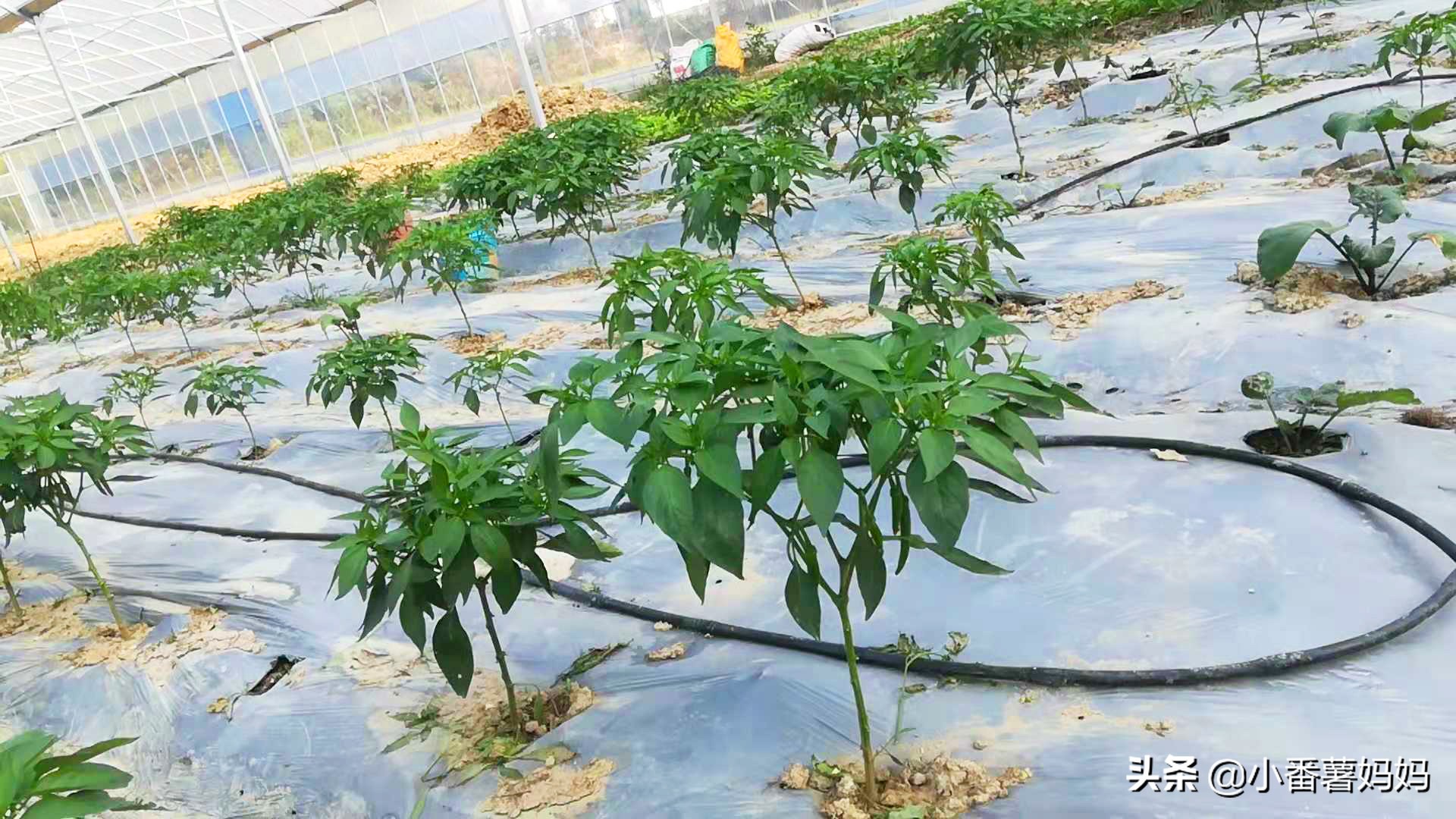高端原生态农产品_鳌江生态农庄_旷树红回乡创业