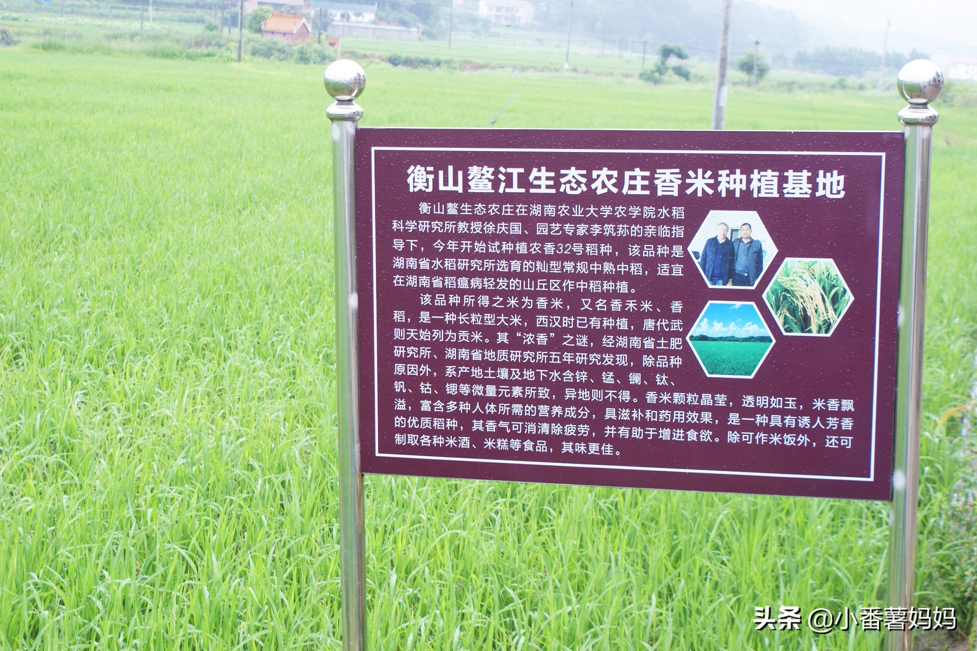 旷树红回乡创业_高端原生态农产品_鳌江生态农庄