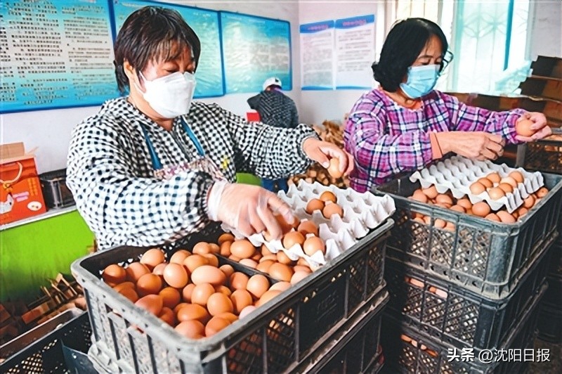沈阳设施蔬菜产业_苏家屯区蔬菜生产保障_沈阳赶集网农产品