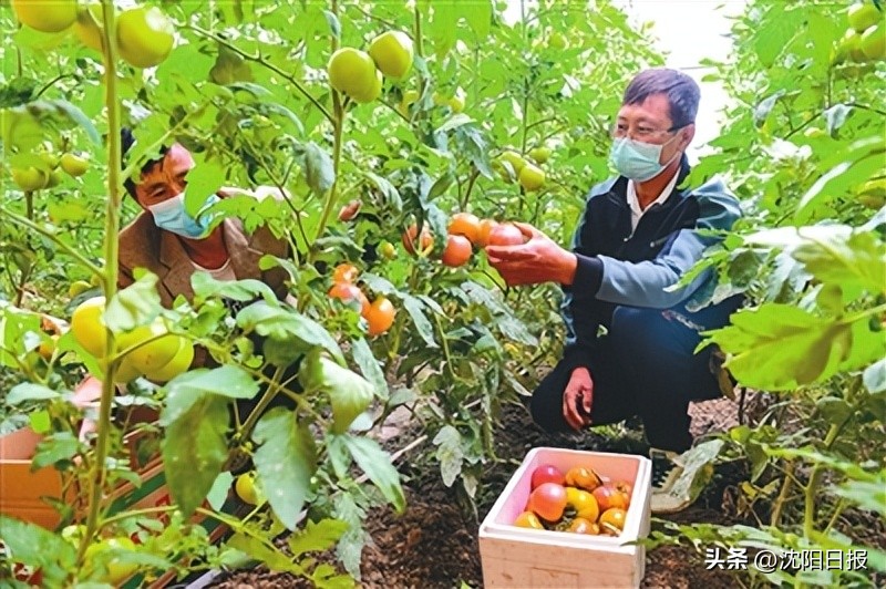 苏家屯区蔬菜生产保障_沈阳设施蔬菜产业_沈阳赶集网农产品