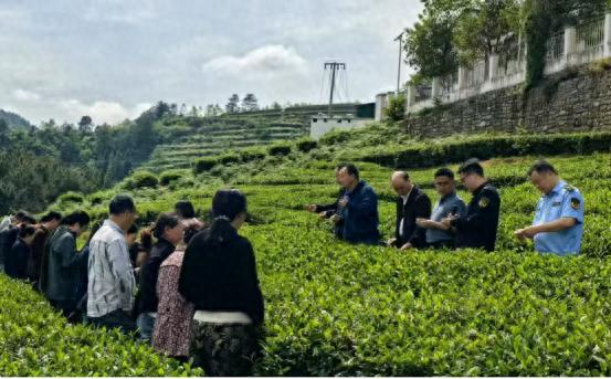 农产品质量安全培训班_农资安全 绿色防控技术 茶叶种植