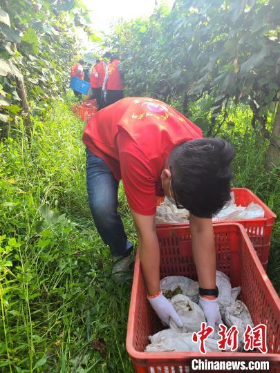 武进区阳湖村葡萄销售_农产品滞销的新闻_常州供销社助农滞销果品
