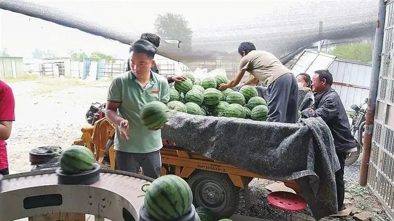 农产品经纪人赚钱吗_验瓜师如何挑选优质西瓜_拍瓜听声月入3万