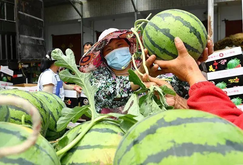 农产品经纪人赚钱吗_西瓜验瓜师市场需求_验瓜师如何挑选优质西瓜