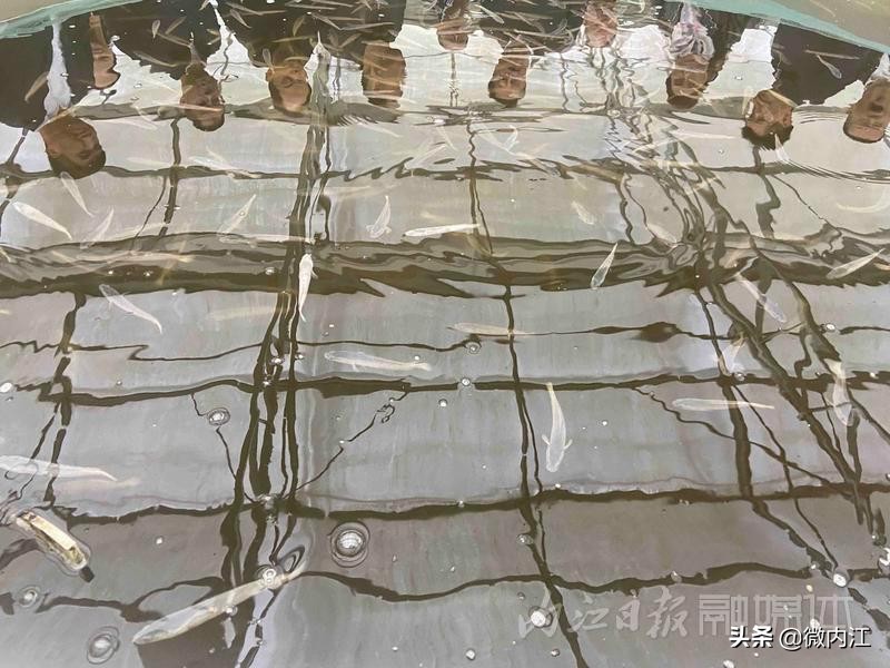 内江市绿色农产品基地建设_绿色农产品种植_内江市农产品质量安全