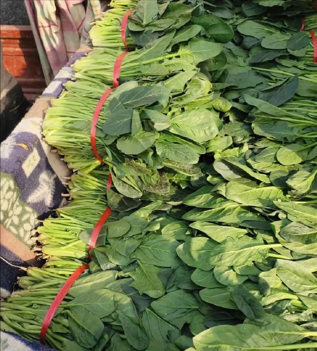 蔬菜产销一体化_山东蔬菜种植销售_农产品经纪人赚钱吗