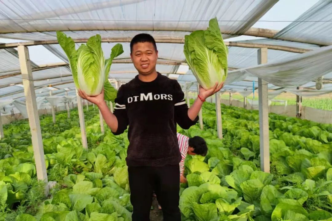 农产品经纪人赚钱吗_山东蔬菜种植销售_蔬菜产销一体化