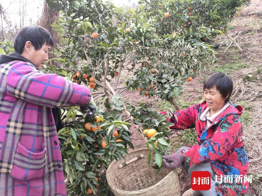 内江市东兴区青台村沃柑滞销求助_青台村沃柑采摘直销_四川农产品滞销