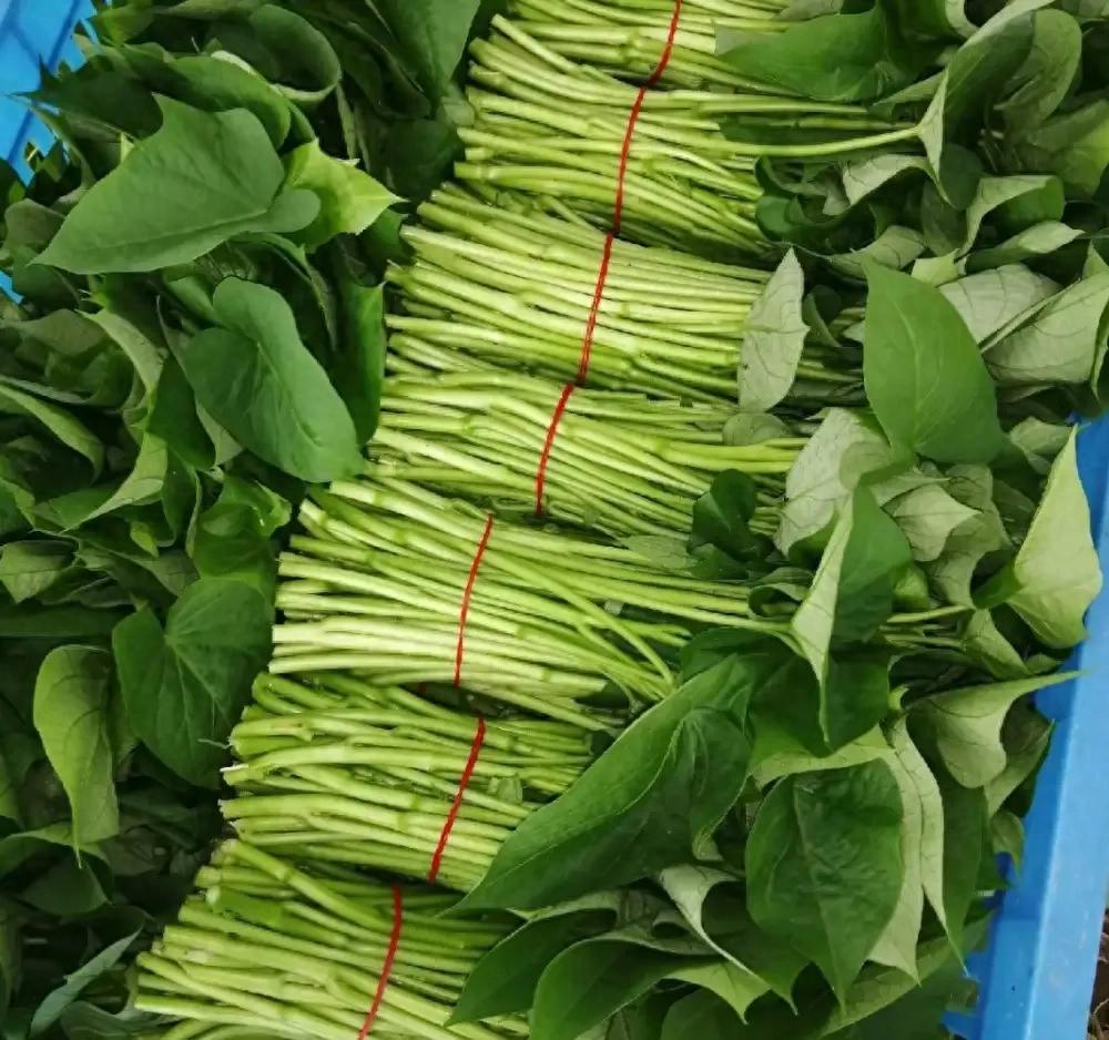 红薯叶突然火了！从猪饲料到蔬菜皇后，种植能赚钱吗？