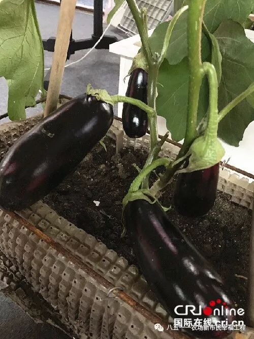 黑龙江绿色农产品_山香稻珍大米销售火爆_北大荒八五一一农场特色农产品