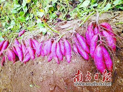 广东农产品红薯交易网_陆丰甘薯产业园 龙龙金智慧农业展馆 甘薯全产业链创新