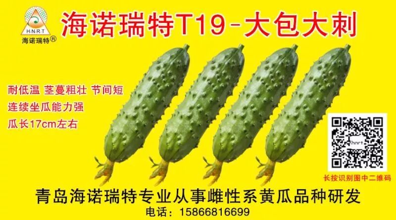 清晨寿光蔬菜大棚忙采摘，这里为何是全国蔬菜集散中心？