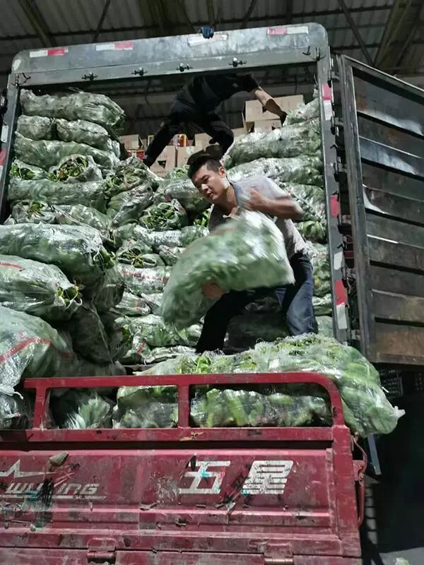 寿光蔬菜产业冬暖大棚 全国蔬菜集散中心信息交流中心 价格形成中心 物流配送中心_寿光农产品物流园被卖