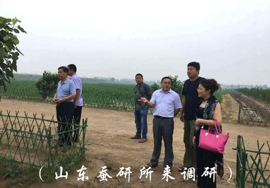 古桑文化旅游产业_农产品 开发 公司_古桑产品健康理念