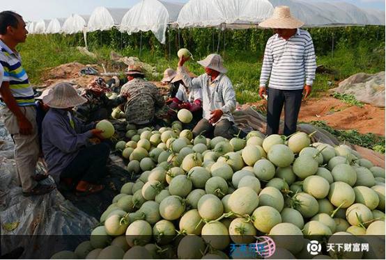 互联网农业众筹平台_淘宝众筹 农产品_天下财富网农投汇