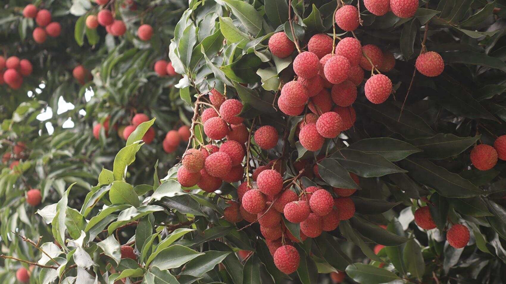 广东省名牌农产品_科技赋能荔枝保鲜_广东荔枝全球品鲜嘉年华