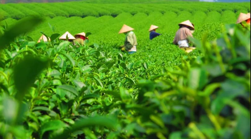 中国农产品贸易的现状_中国茶叶出口主要品种国家_中国茶叶种植面积产量排名
