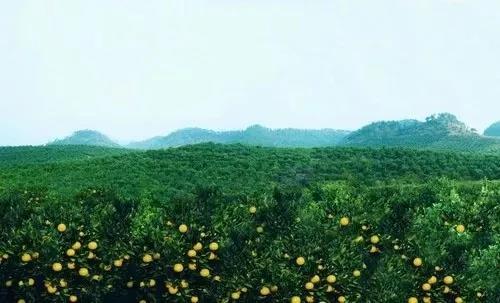 浙江数字乡村试点示范_杭州 农产品精深加工率_浙江数字农业工厂试点