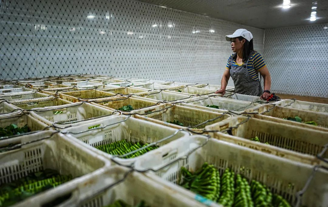 农产品运费上涨物流不畅_2025农产品滞销的原因_农产品跨区域流通受阻