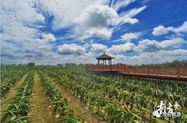 中国农民丰收节茂名活动_高州庆祝活动_茂名农产品