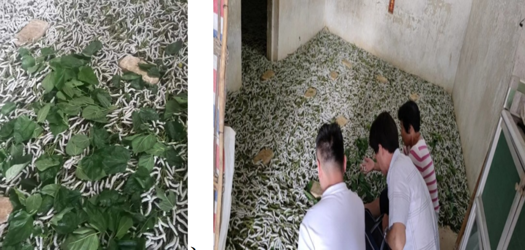 桑蚕茧调查户黄信事迹_茂名农产品_农产品成本调查制度