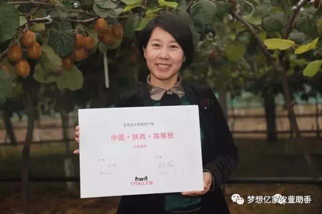 陕西武功县县长为猕猴桃代言促销，农产品滞销成农业人伤痛