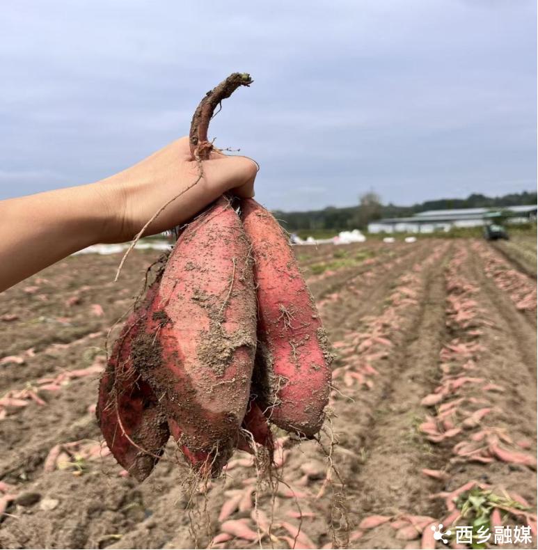 西乡猕猴桃全国名特优新农产品_陕西特色农产品_西乡蜜薯全国名特优新农产品