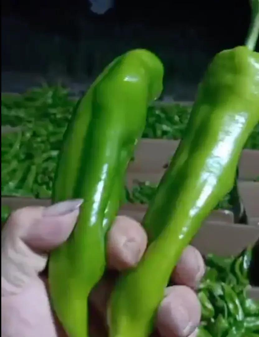 聊城蔬菜代办_农产品经纪人赚钱吗_一亩田蔬菜销售